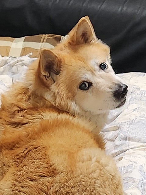 飼い犬のチロル号です